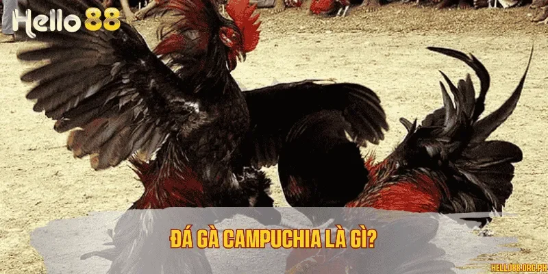 Đá gà Campuchia là gì?