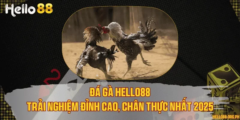 Đá gà Hello88 - Trải nghiệm đỉnh cao, chân thực nhất 2025