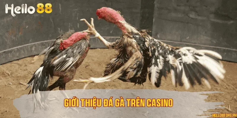 Giới thiệu đá gà trên casino