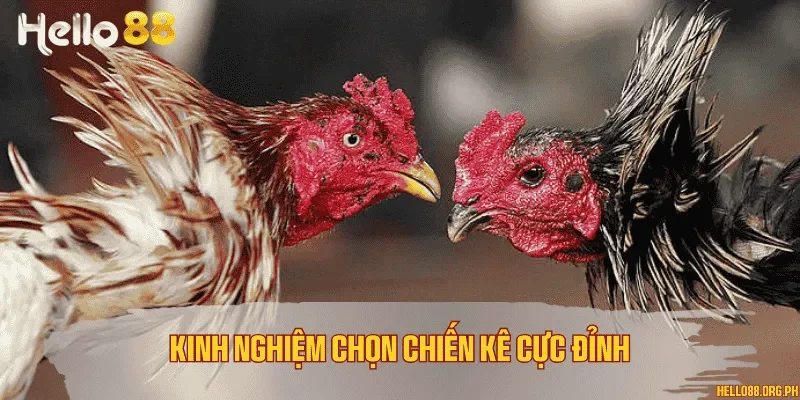 Kinh nghiệm chọn chiến kê cực đỉnh